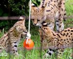 Վաճառվում են Serval kittens